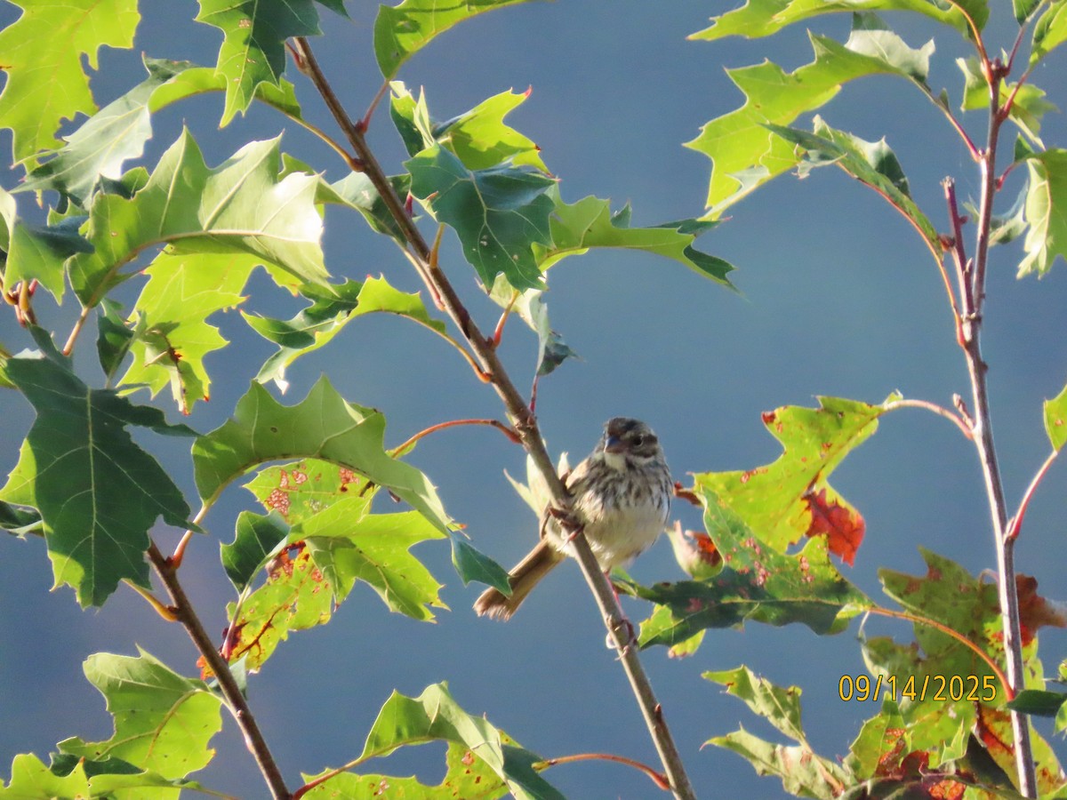 Savannah Sparrow - ML641865042