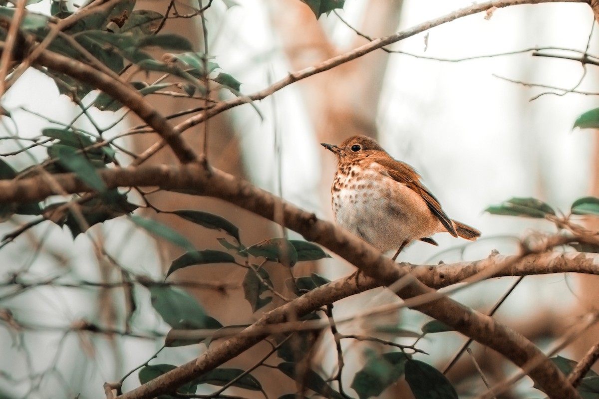 Hermit Thrush - ML641865065
