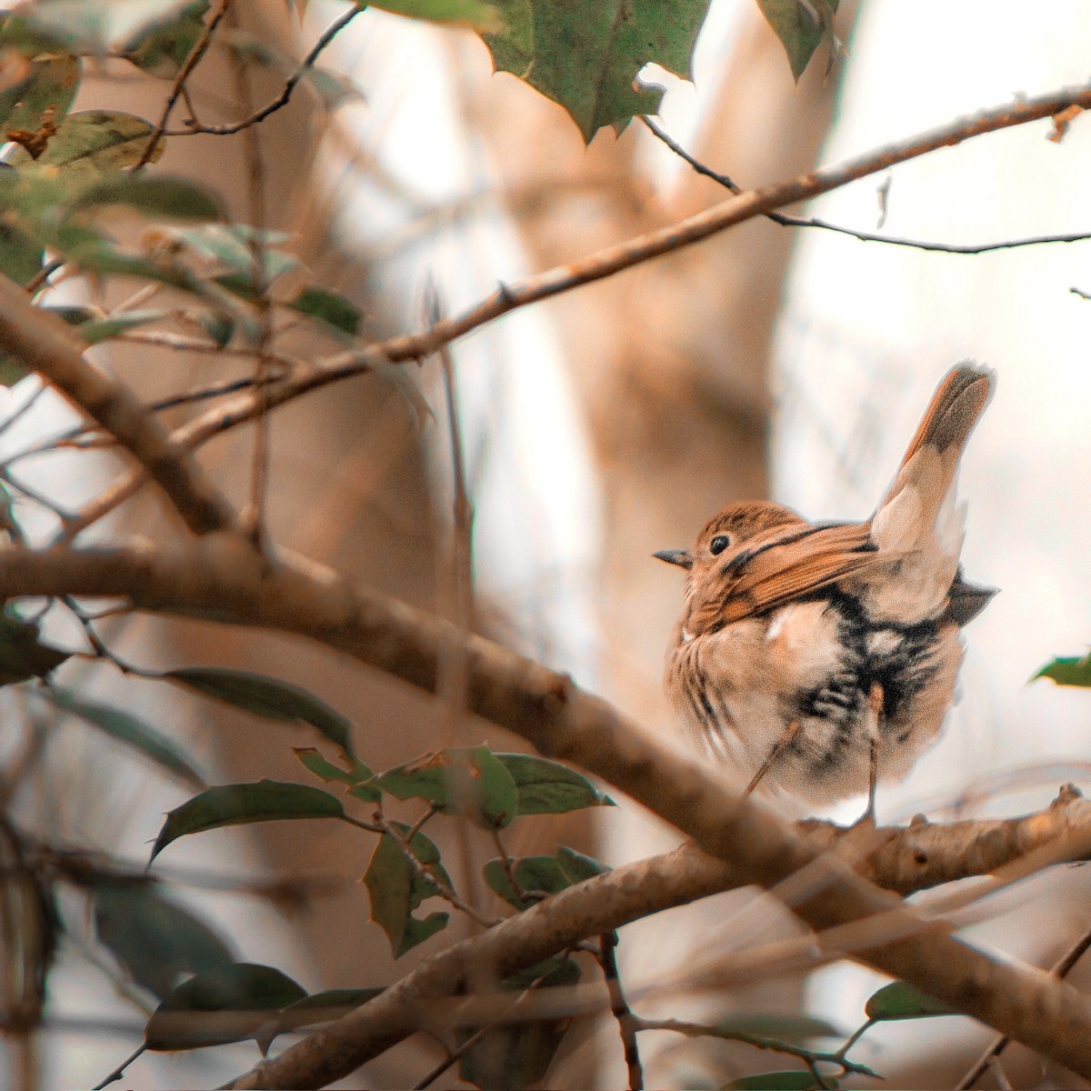 Hermit Thrush - ML641865066