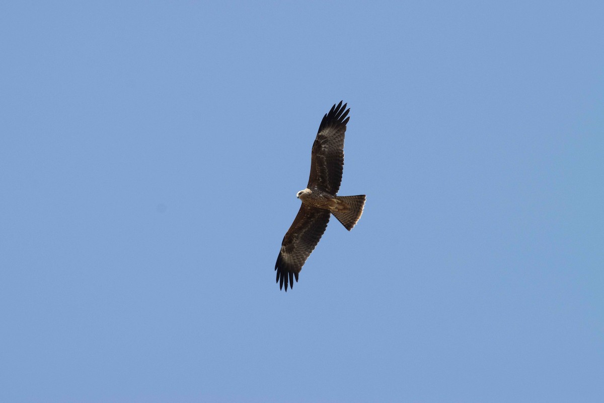 黑鳶 - ML641865067