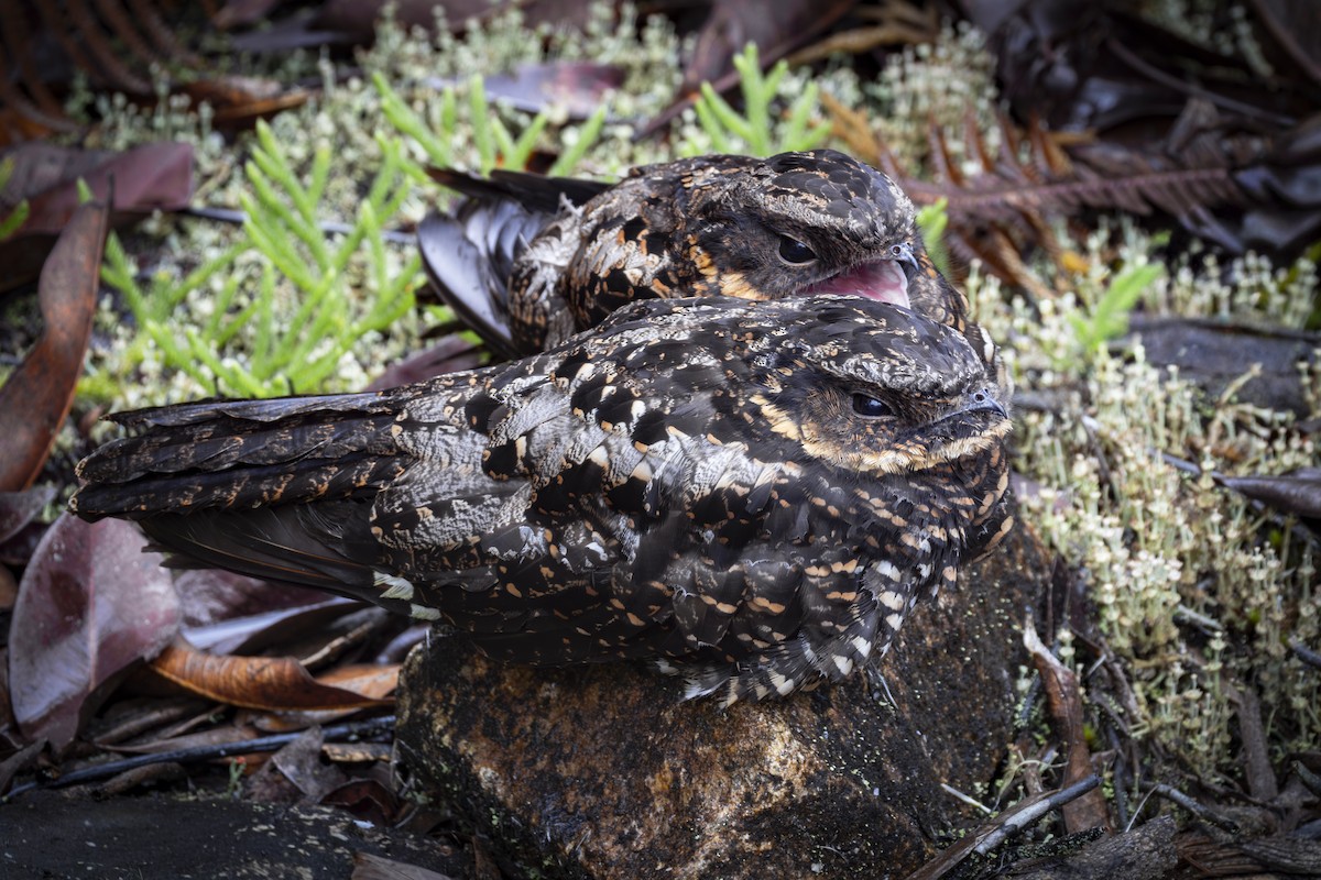 Diabolical Nightjar - ML641865085