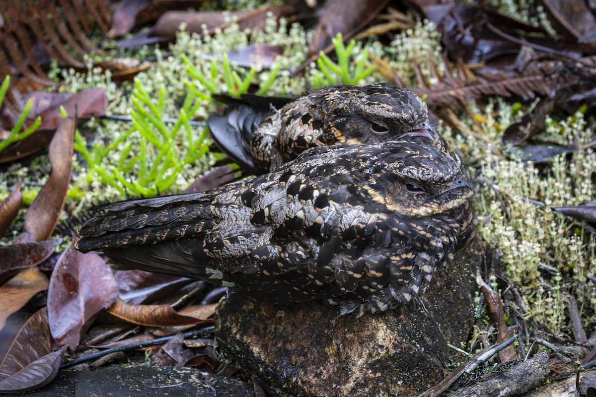 Diabolical Nightjar - ML641865086