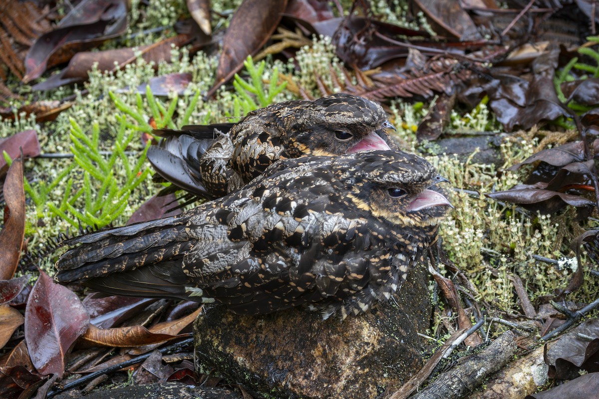 Diabolical Nightjar - ML641865087