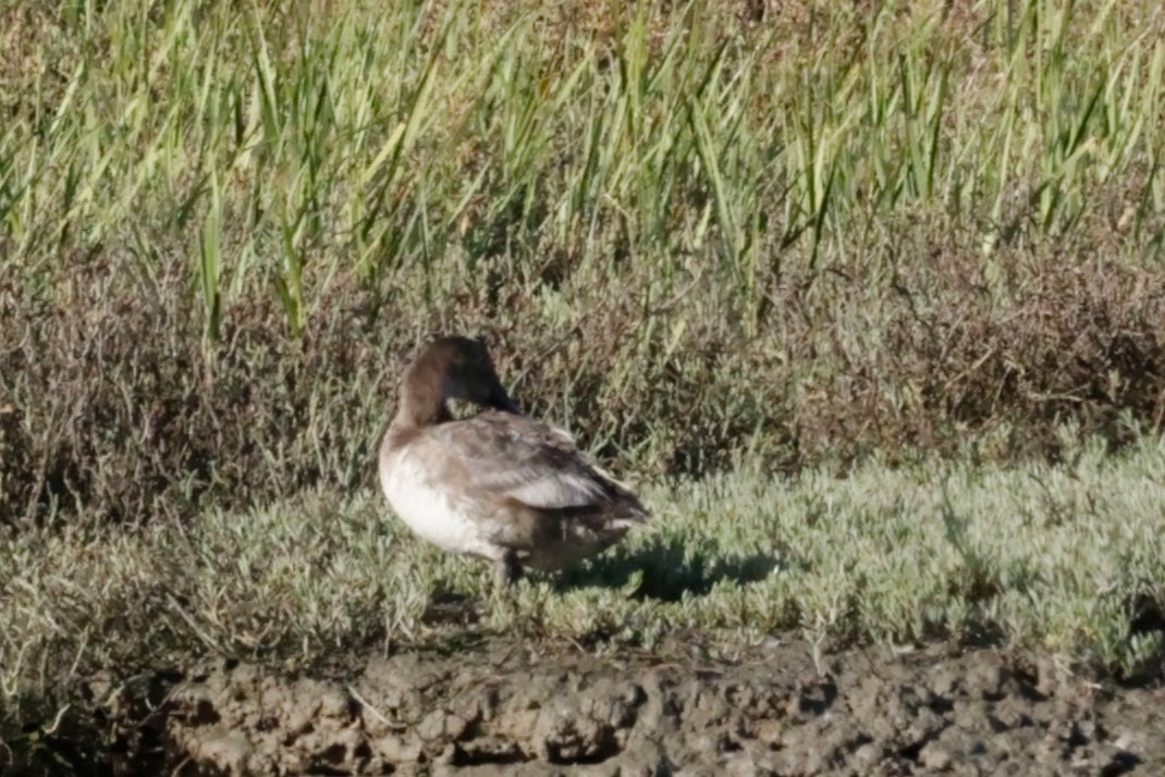 Canvasback - ML641865094