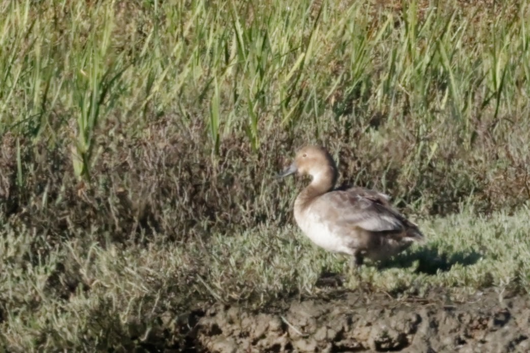 Canvasback - ML641865096