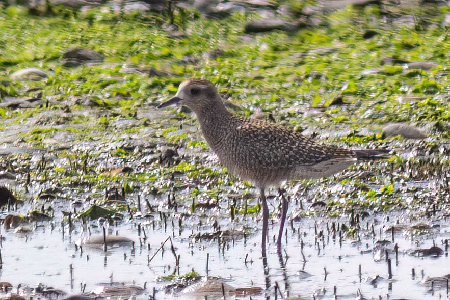 American Golden-Plover - ML641865101