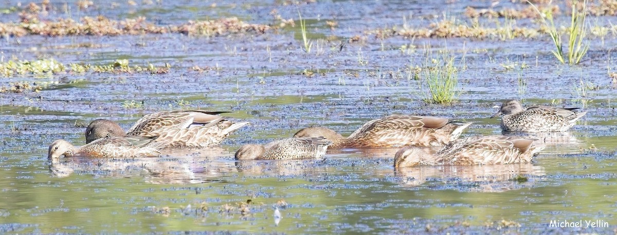 Green-winged Teal - ML641865132