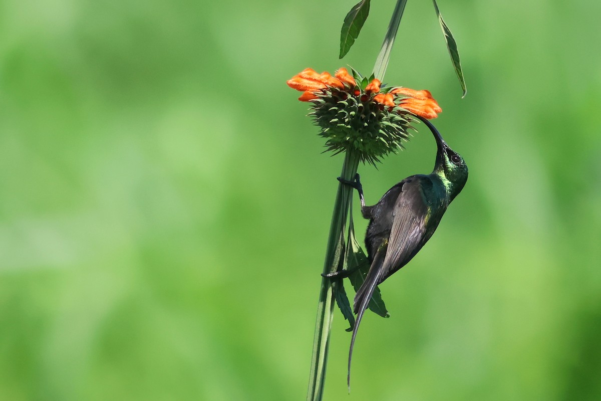 Bronze Sunbird - ML641865133