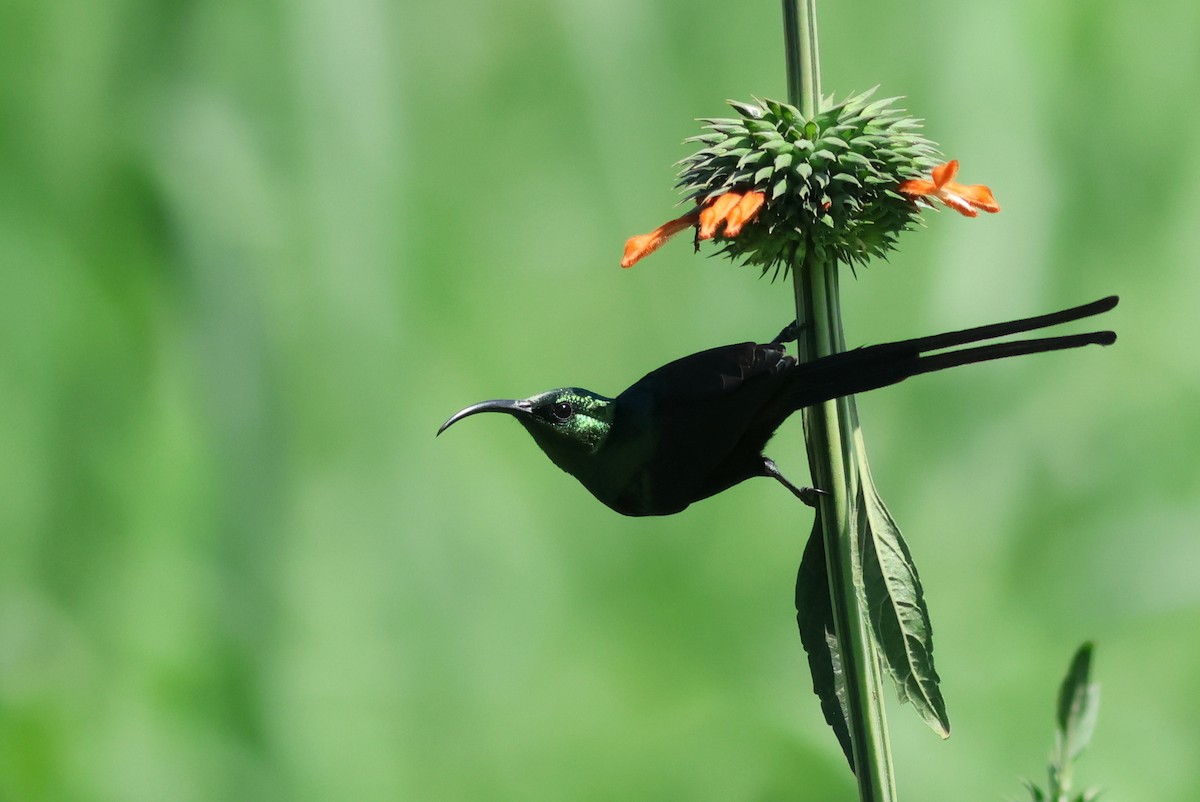 Bronze Sunbird - ML641865134