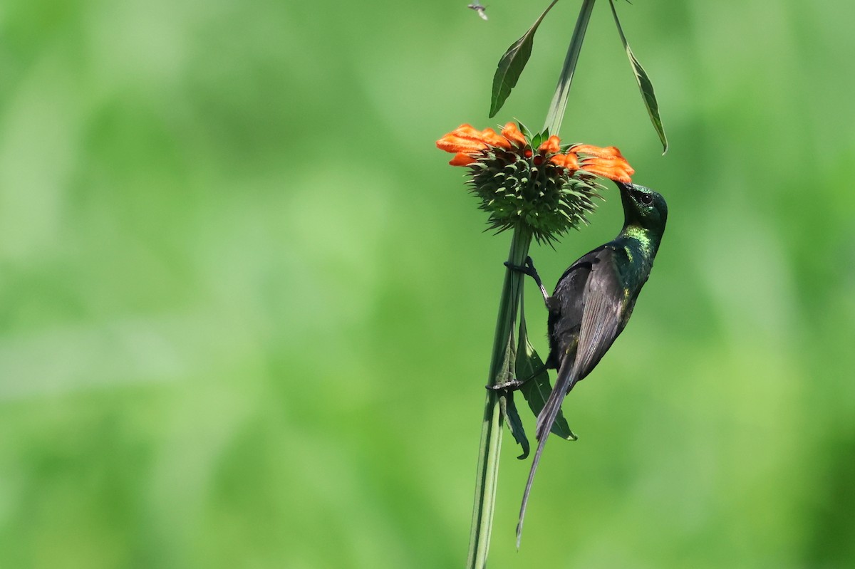 Bronze Sunbird - ML641865135