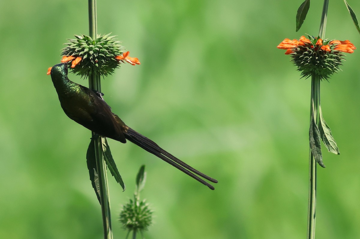 Bronze Sunbird - ML641865136