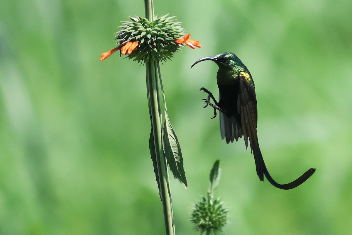 Bronze Sunbird - ML641865137