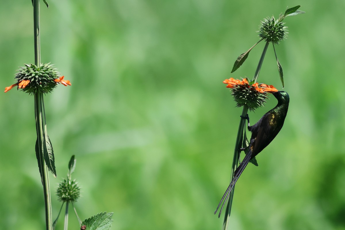 Bronze Sunbird - ML641865138