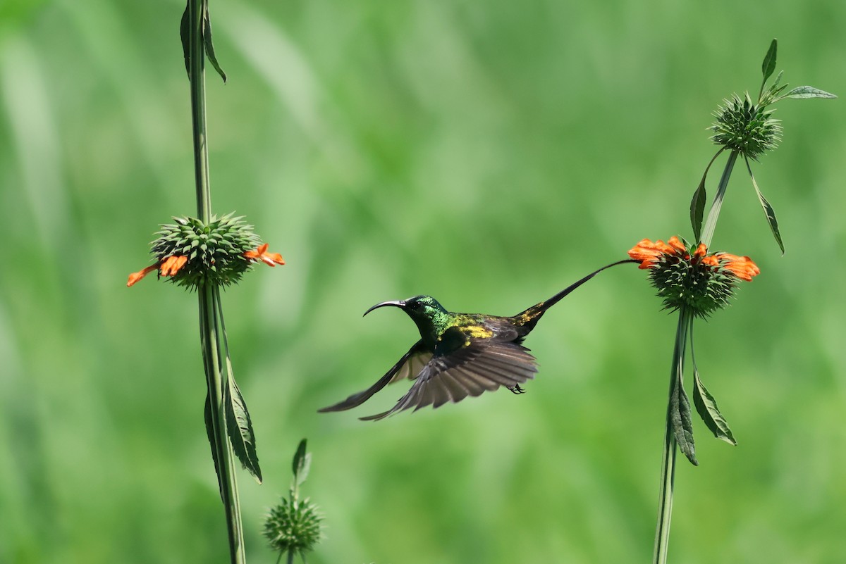 Bronze Sunbird - ML641865139
