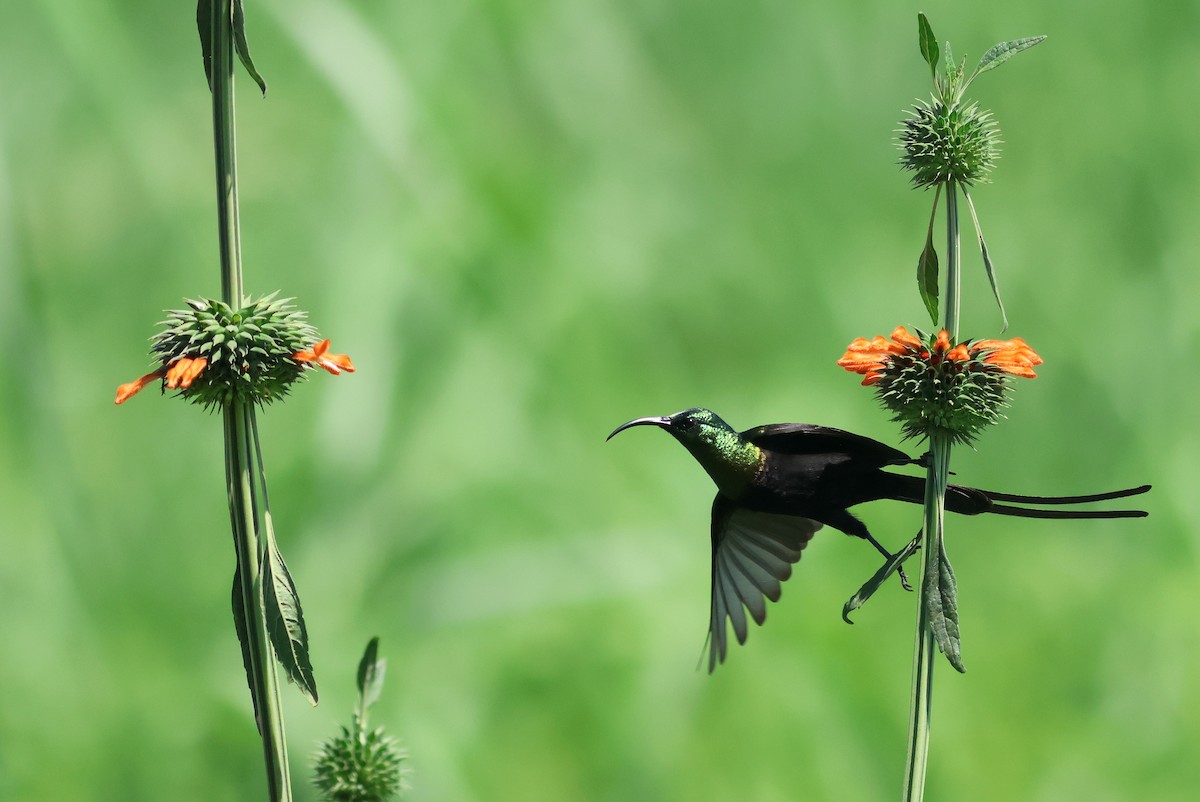 Bronze Sunbird - ML641865140