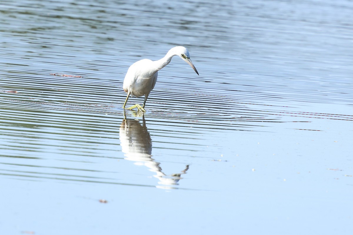 Little Blue Heron - ML641865145