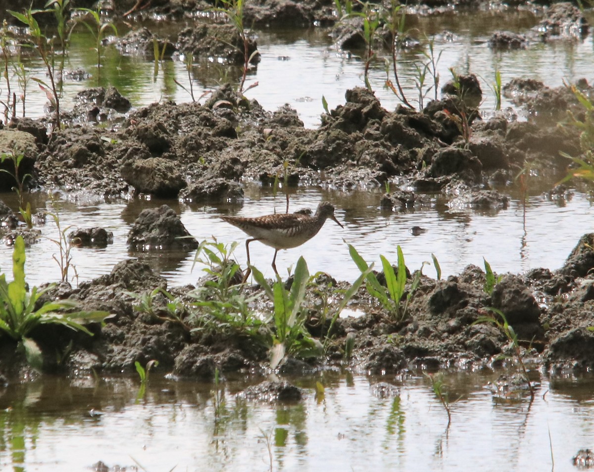 Wood Sandpiper - ML641865150