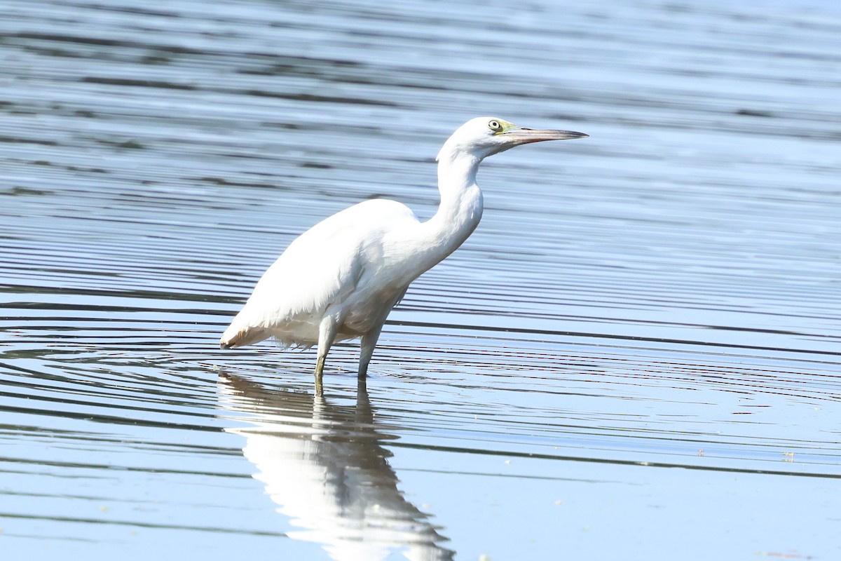 Little Blue Heron - ML641865155