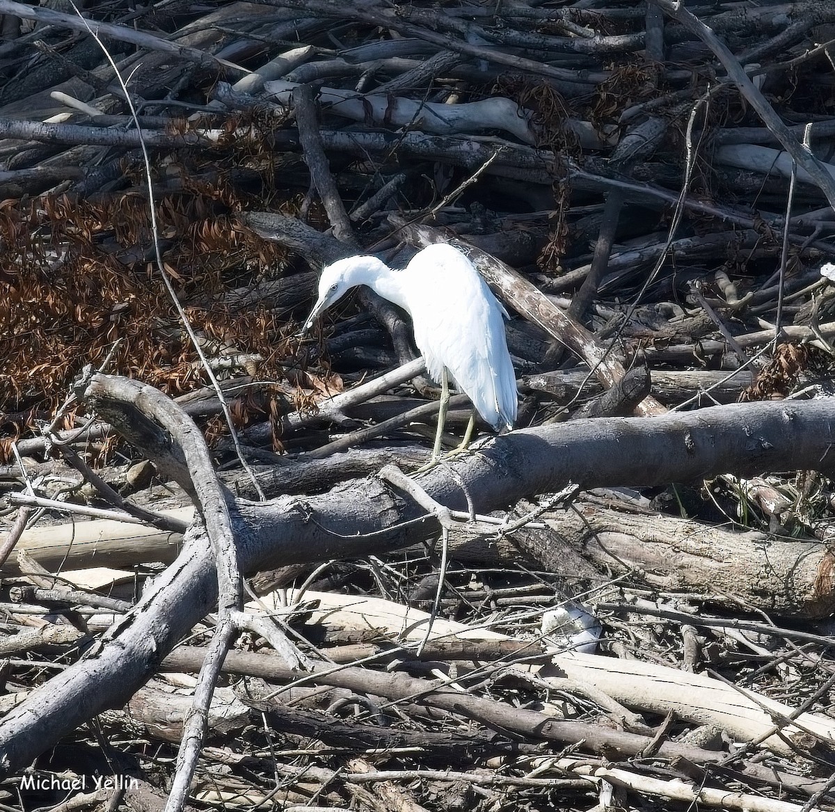 Little Blue Heron - ML641865158
