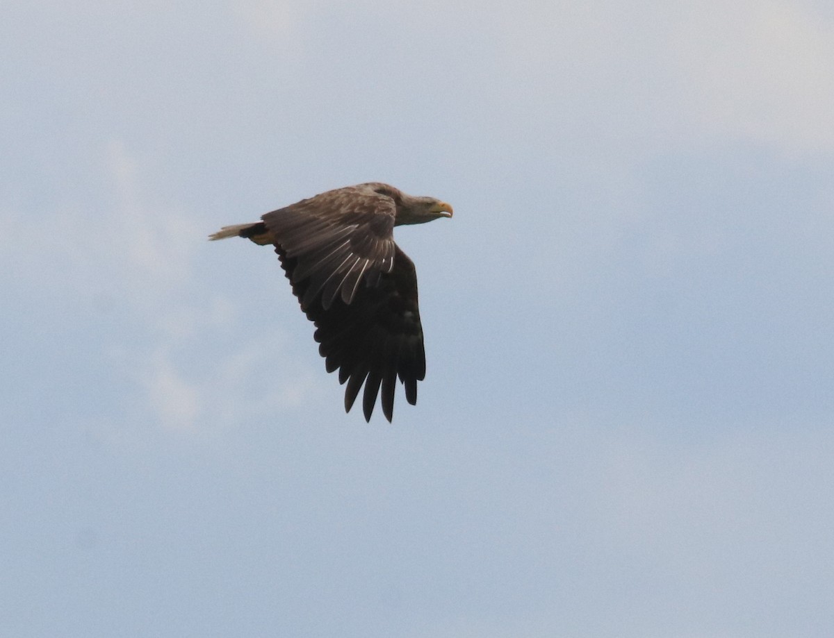 White-tailed Eagle - ML641865168