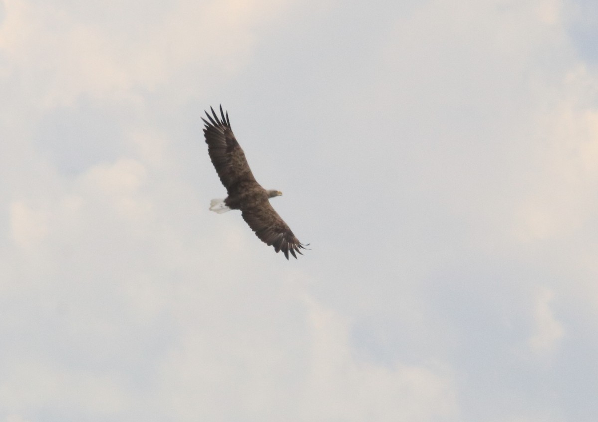 White-tailed Eagle - ML641865169