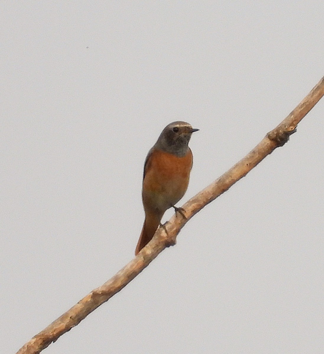 Common Redstart - ML641865170