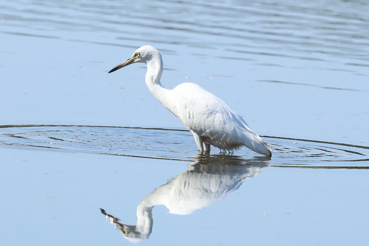 Little Blue Heron - ML641865196