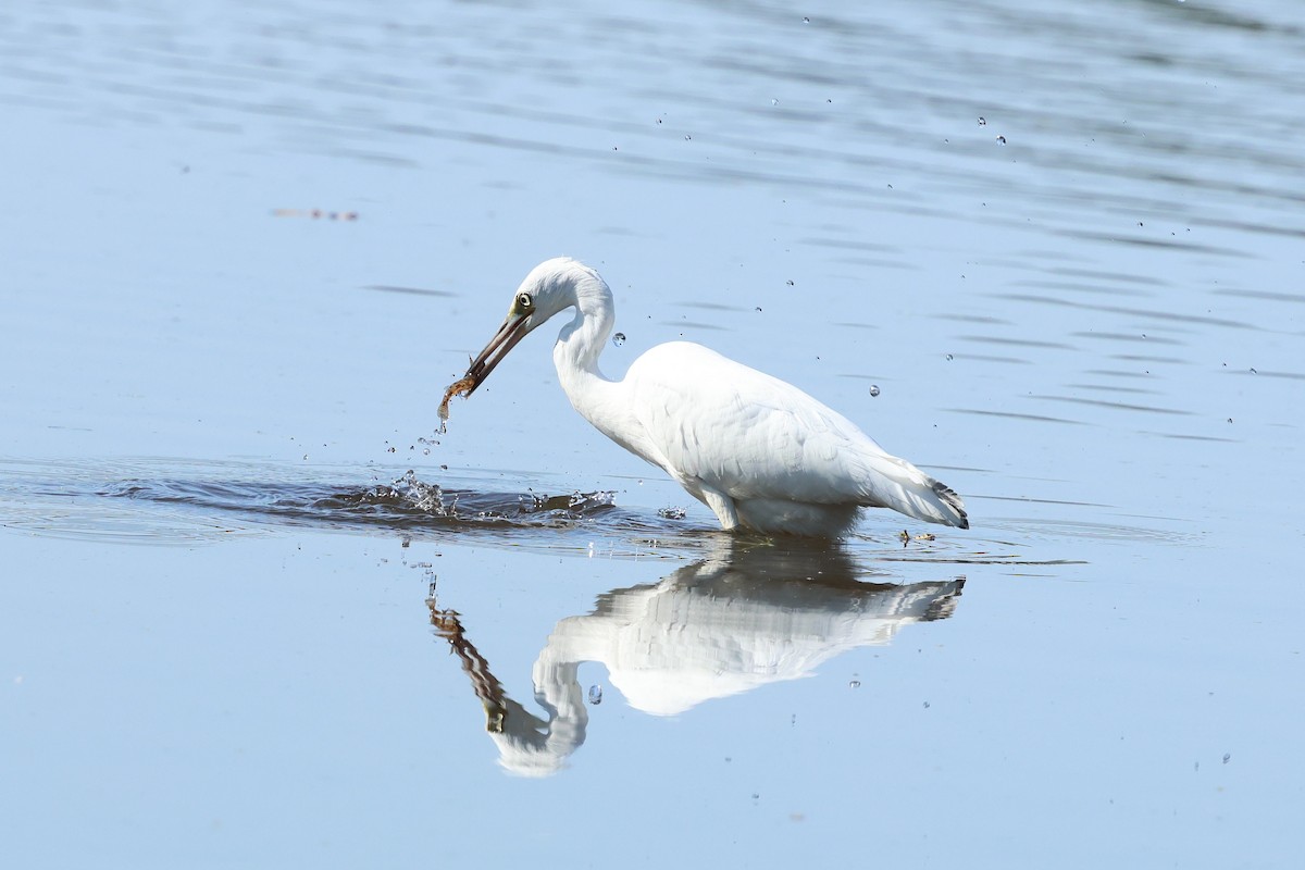 Little Blue Heron - ML641865210