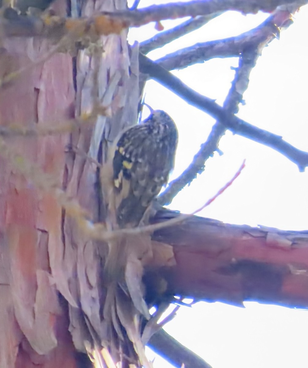 Brown Creeper - ML641865223