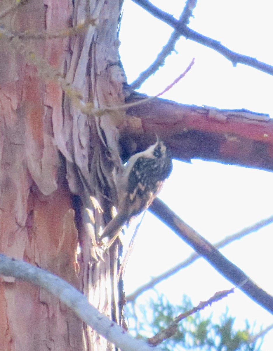 Brown Creeper - ML641865224