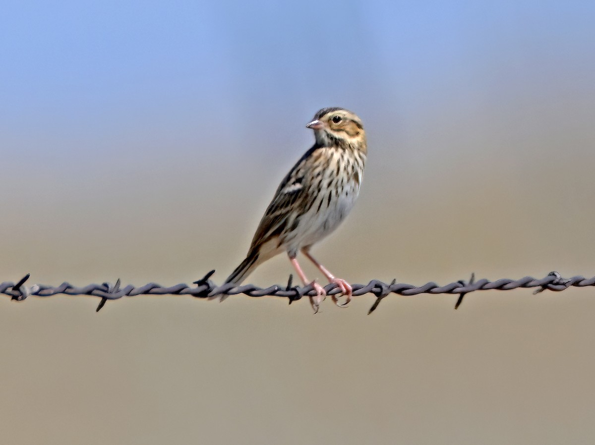Savannah Sparrow - ML641865233
