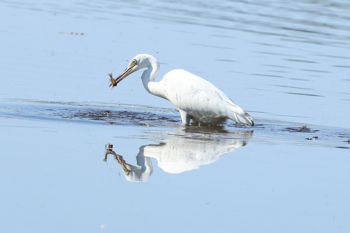 Little Blue Heron - ML641865239