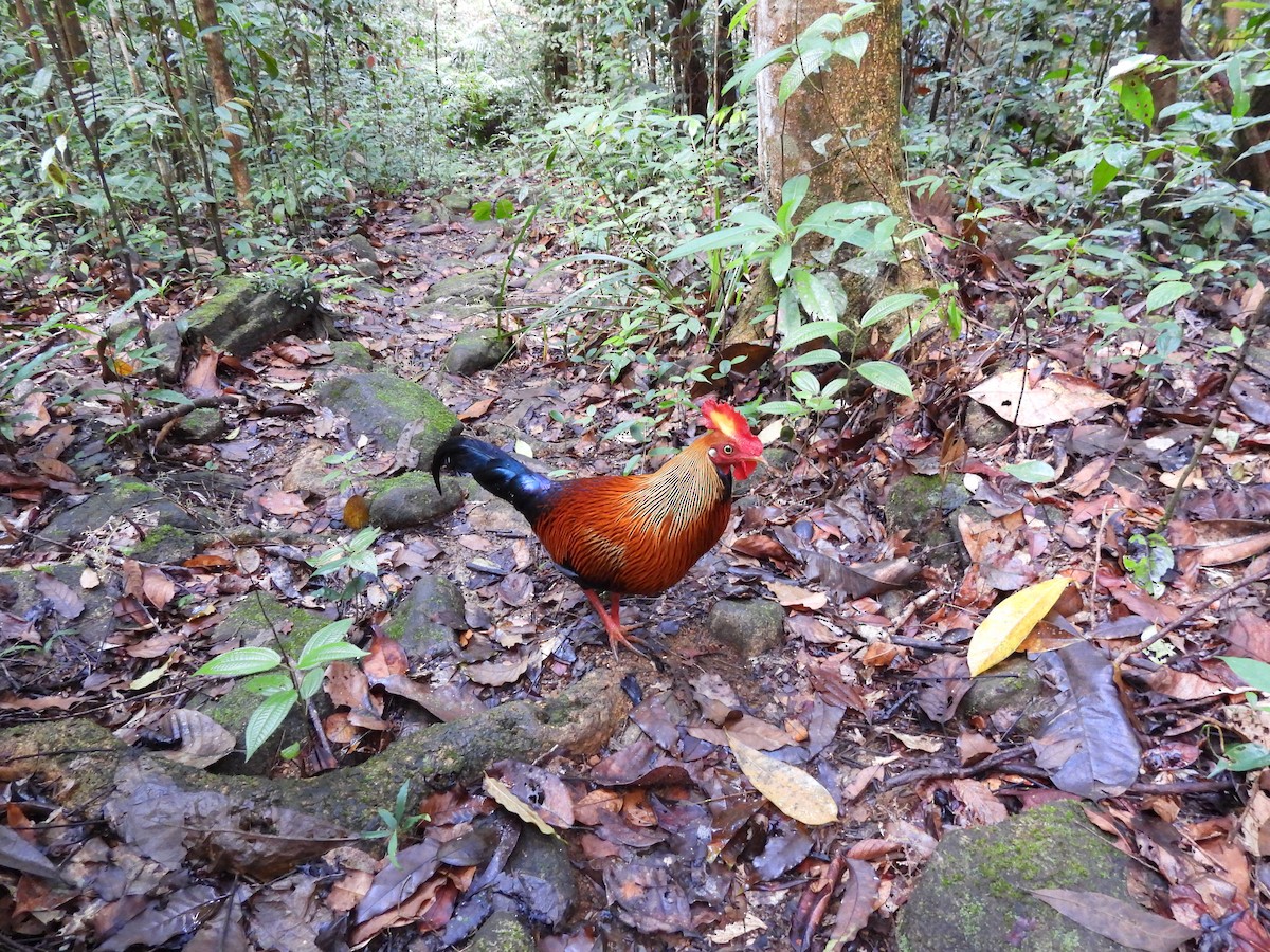 Sri Lanka Junglefowl - ML641865243