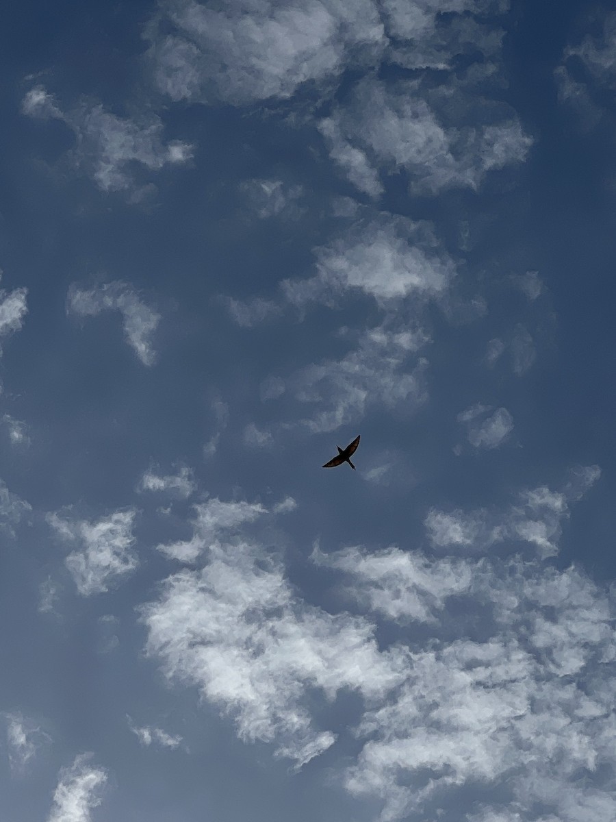 European Bee-eater - ML641865278