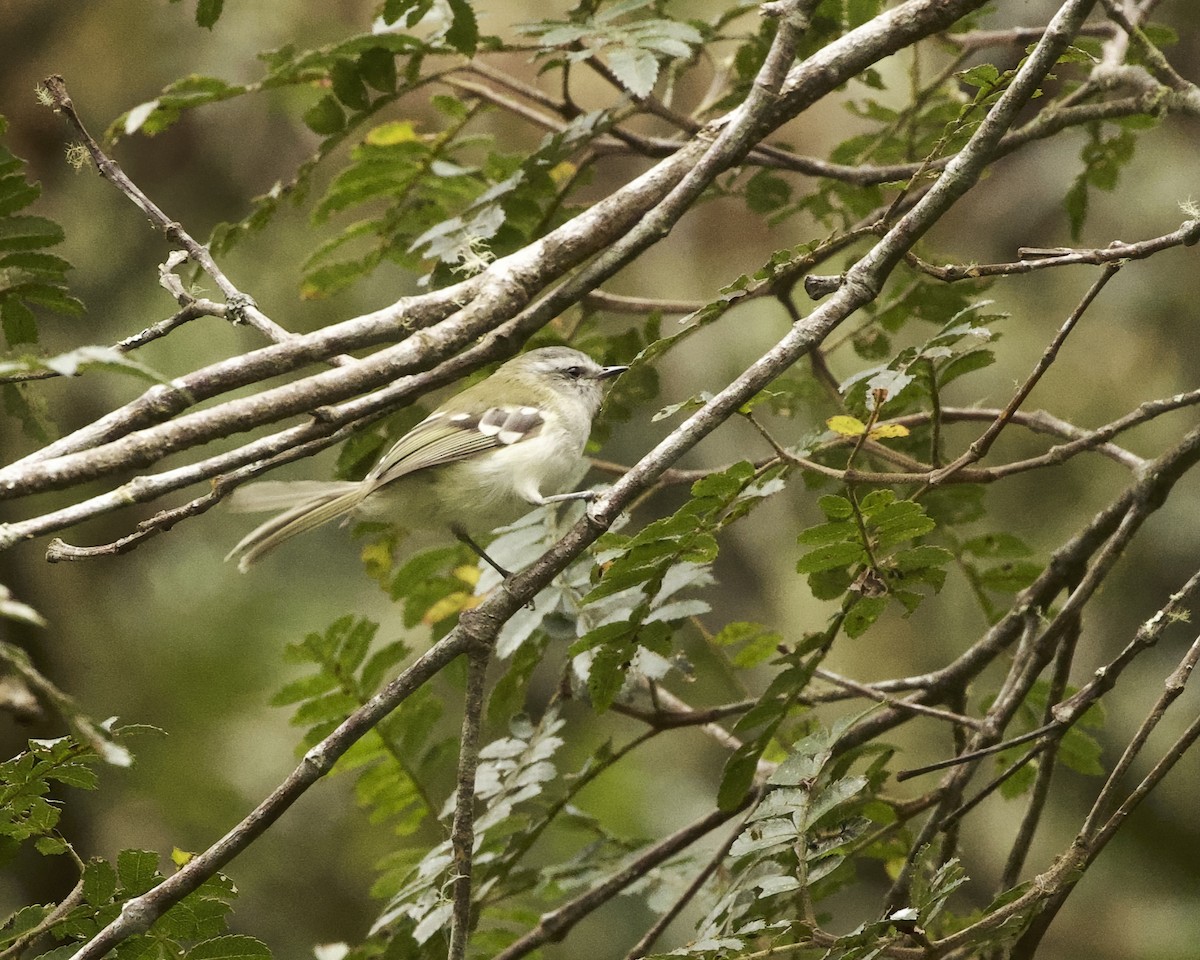 White-banded Tyrannulet - ML641865289