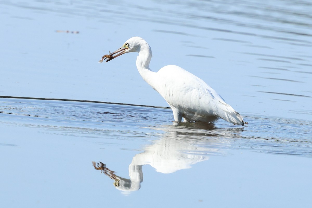 Little Blue Heron - ML641865303