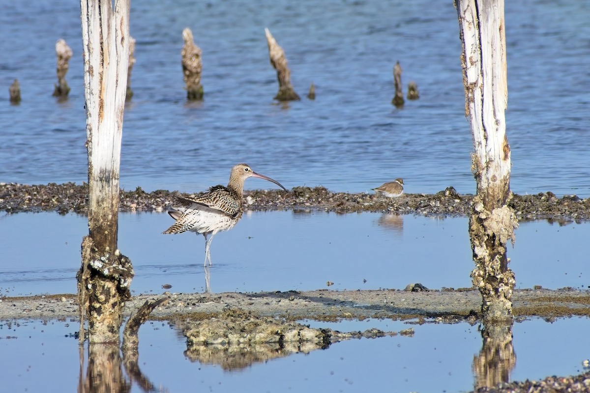 Eurasian Curlew - ML641865311