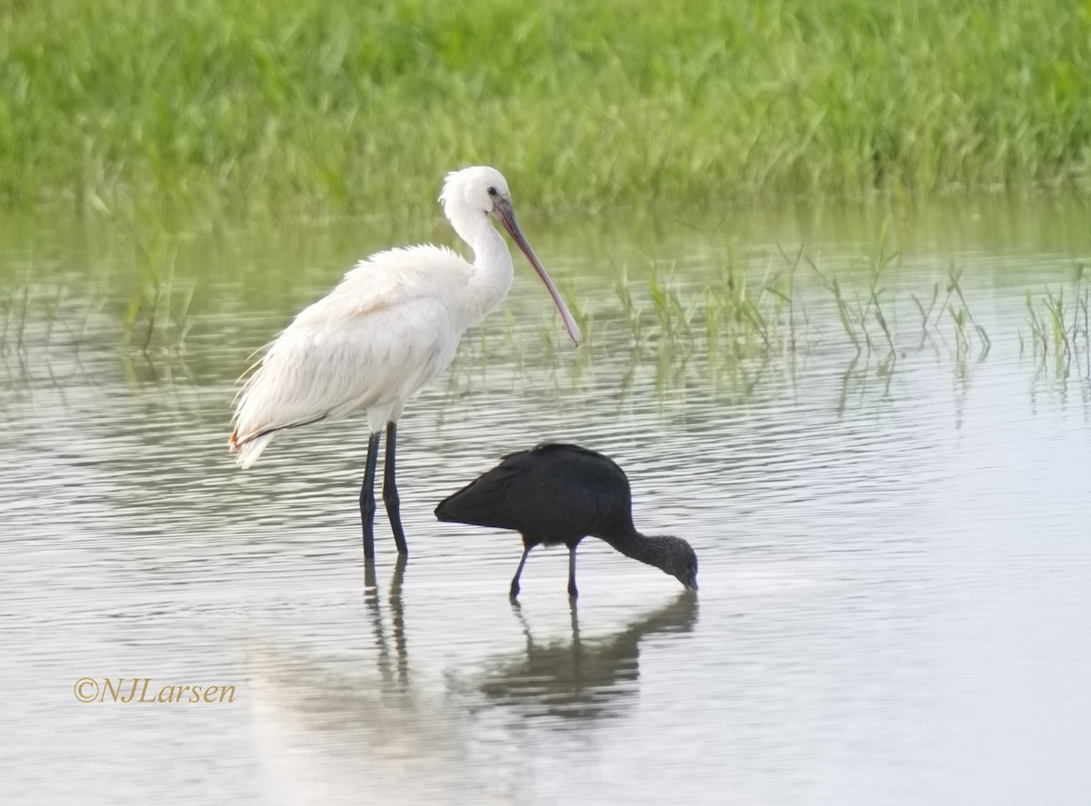 Eurasian Spoonbill - ML641865327