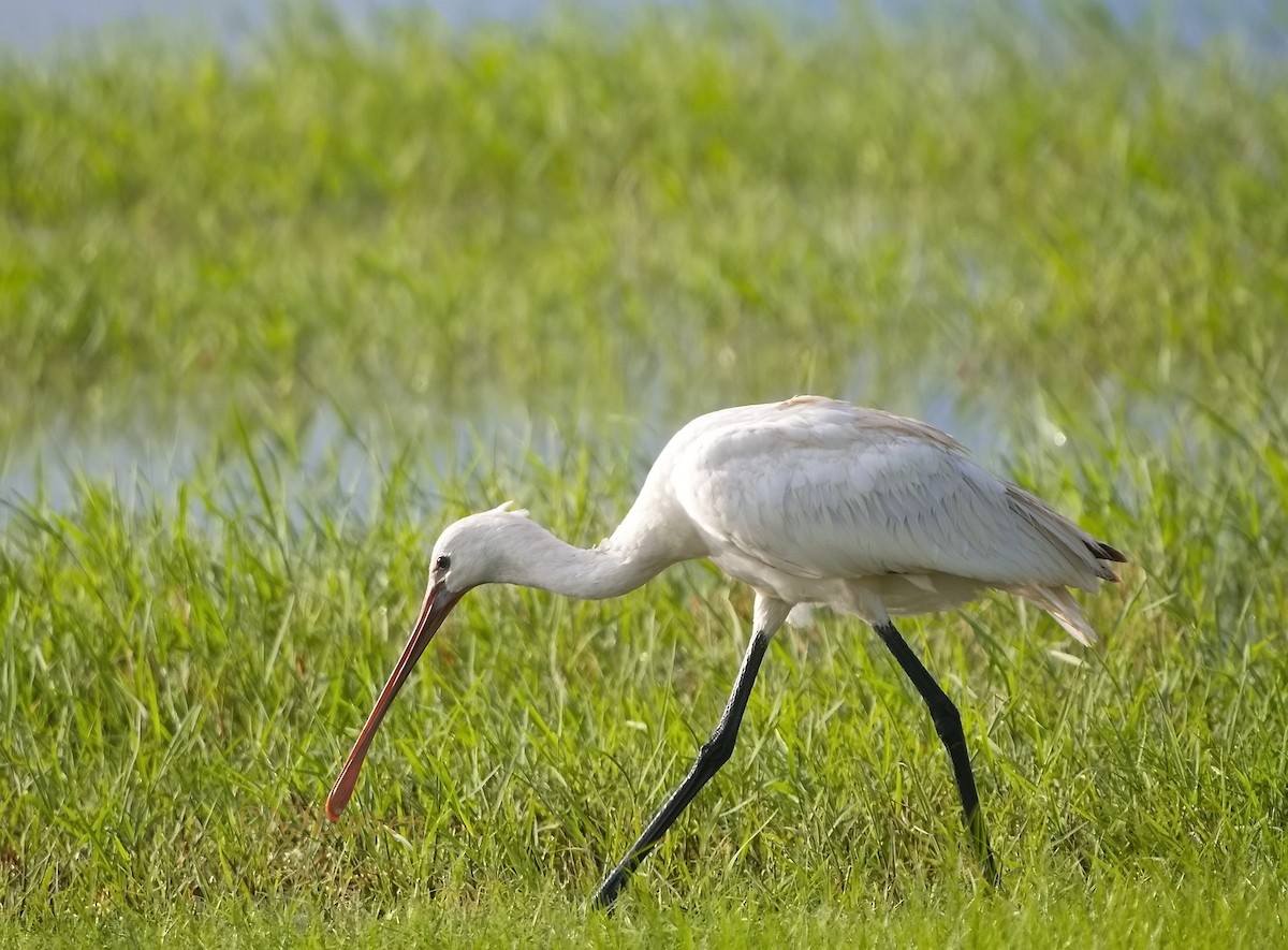 Eurasian Spoonbill - ML641865328