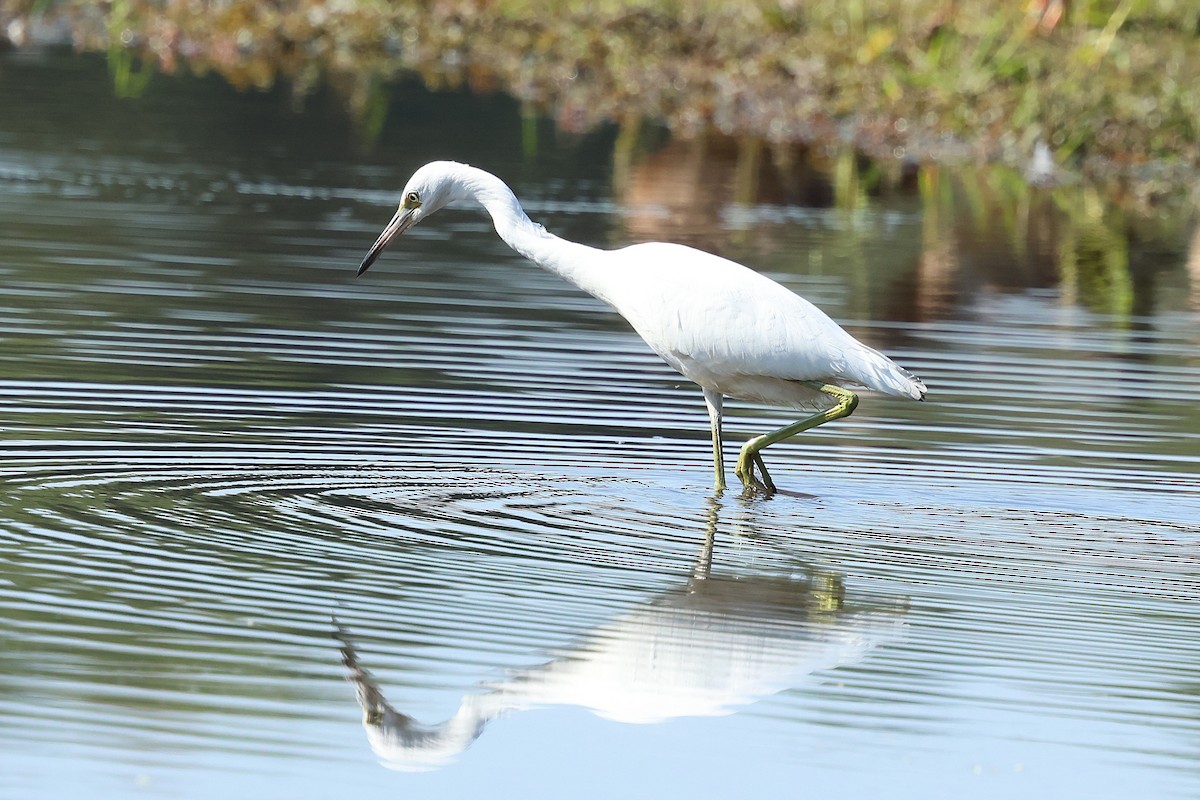 Little Blue Heron - ML641865334
