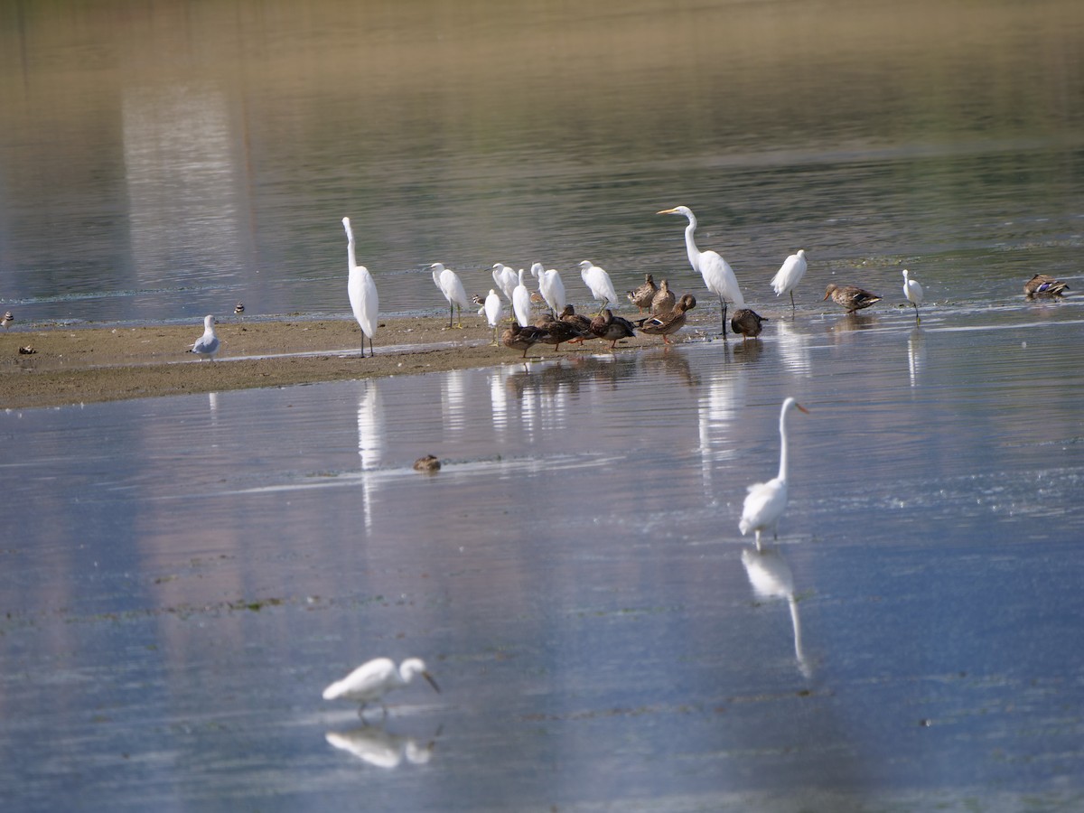 Snowy Egret - ML641865335