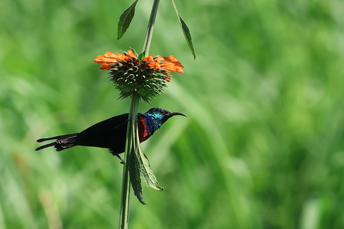 Red-chested Sunbird - ML641865341