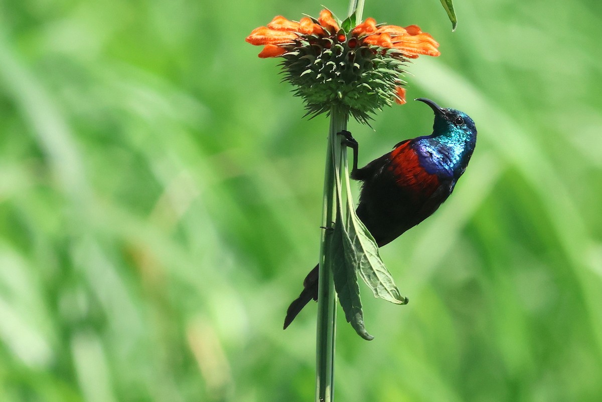 Red-chested Sunbird - ML641865342