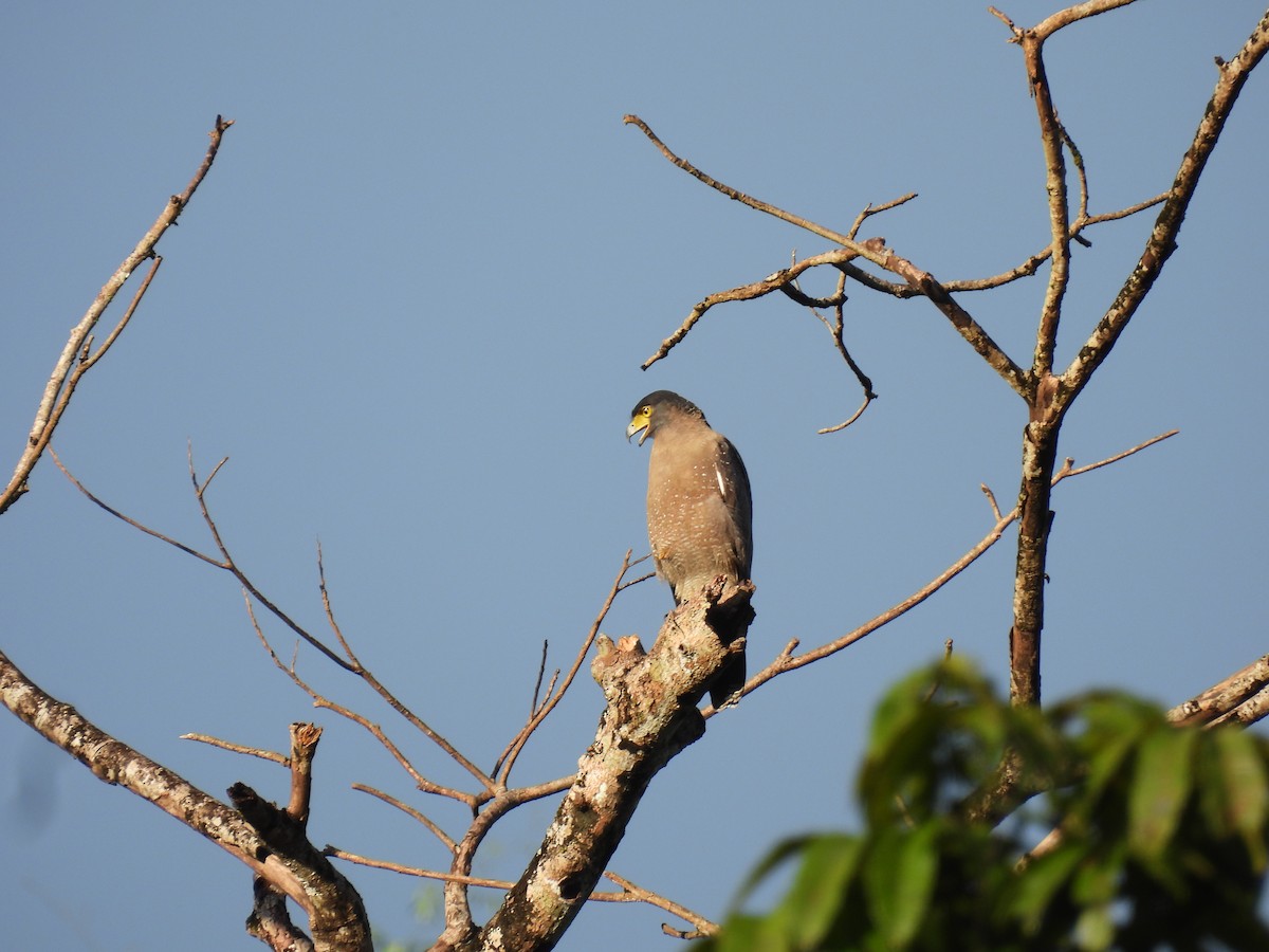 Crested Serpent-Eagle - ML641865357