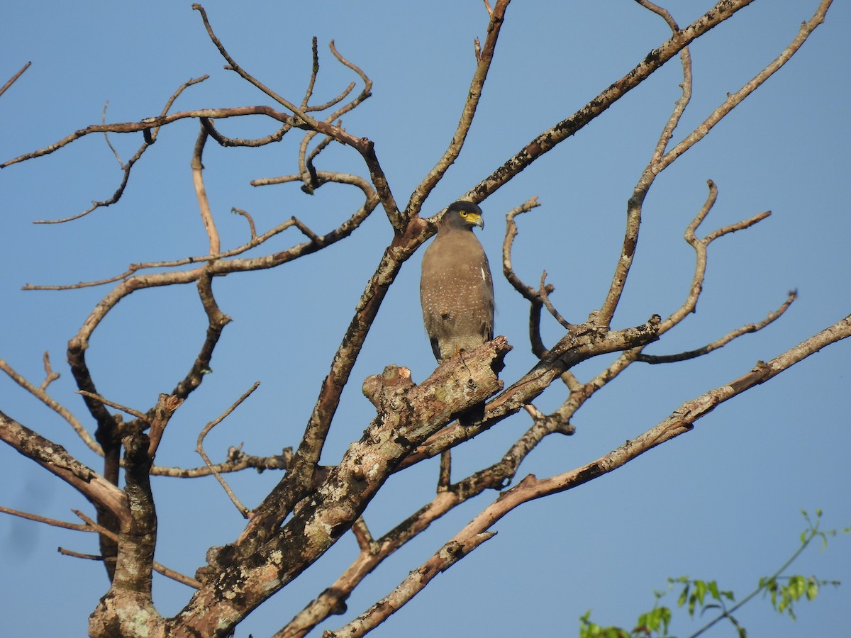Crested Serpent-Eagle - ML641865358