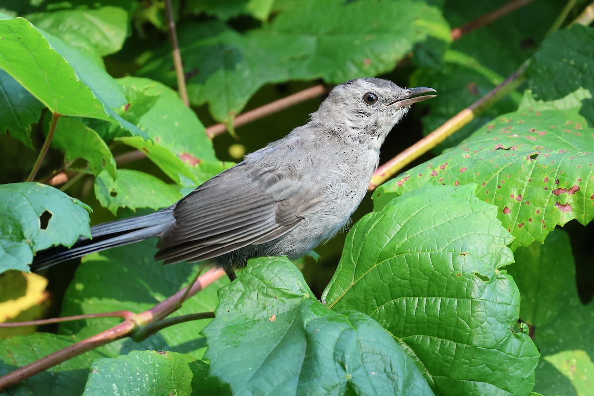 Gray Catbird - ML641865368