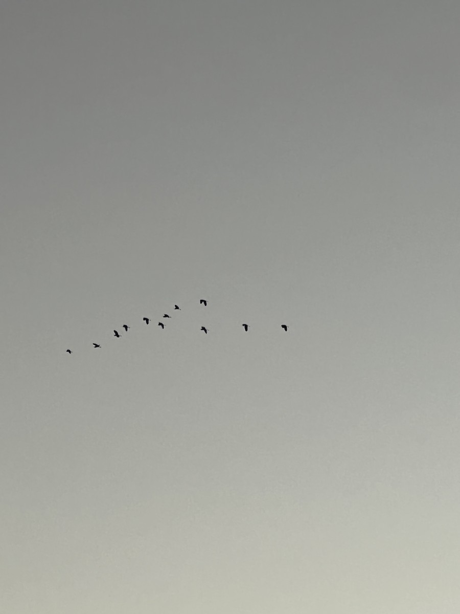 Western Reef-Heron - ML641865373