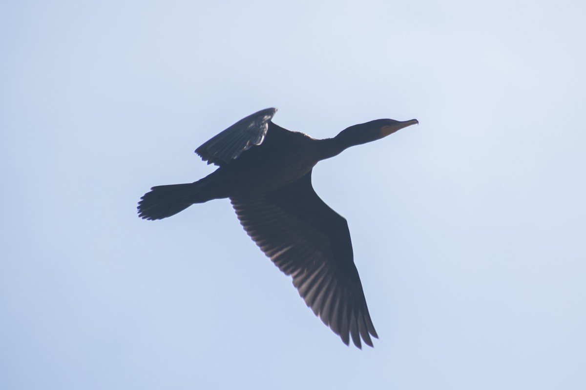 Double-crested Cormorant - ML641865382