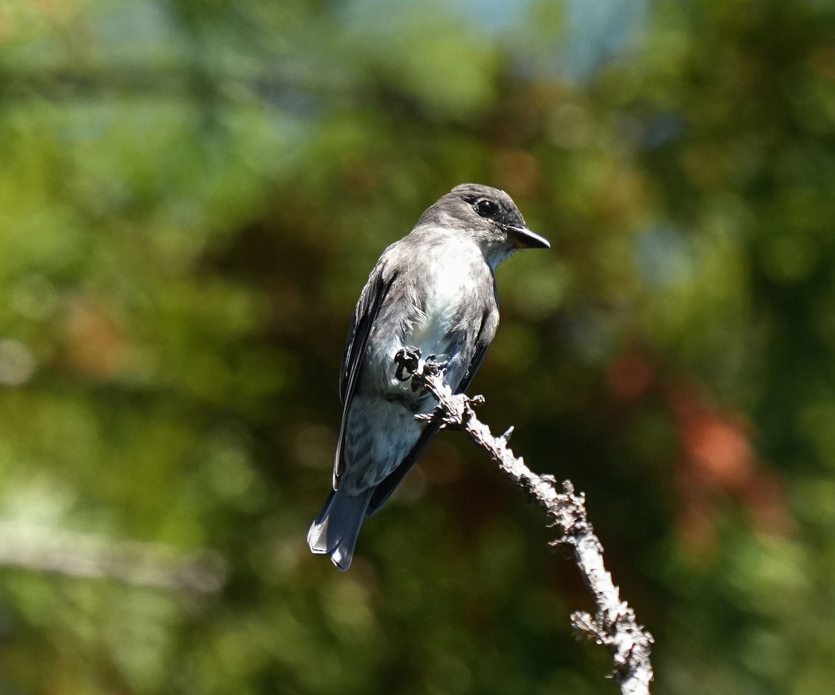 Boreal Sinekkapan - ML641865402