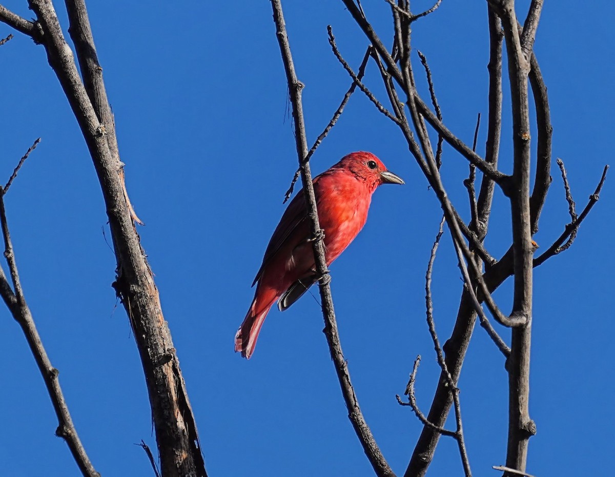 Summer Tanager - ML641865412